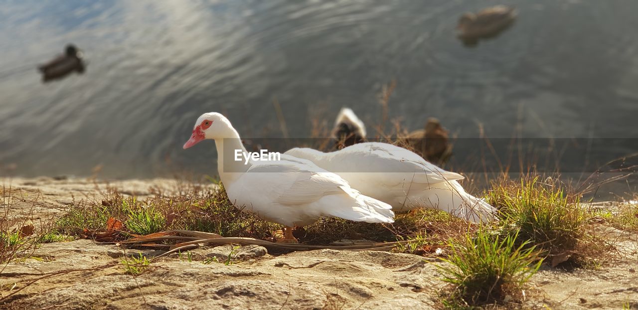 SWAN ON LAKE