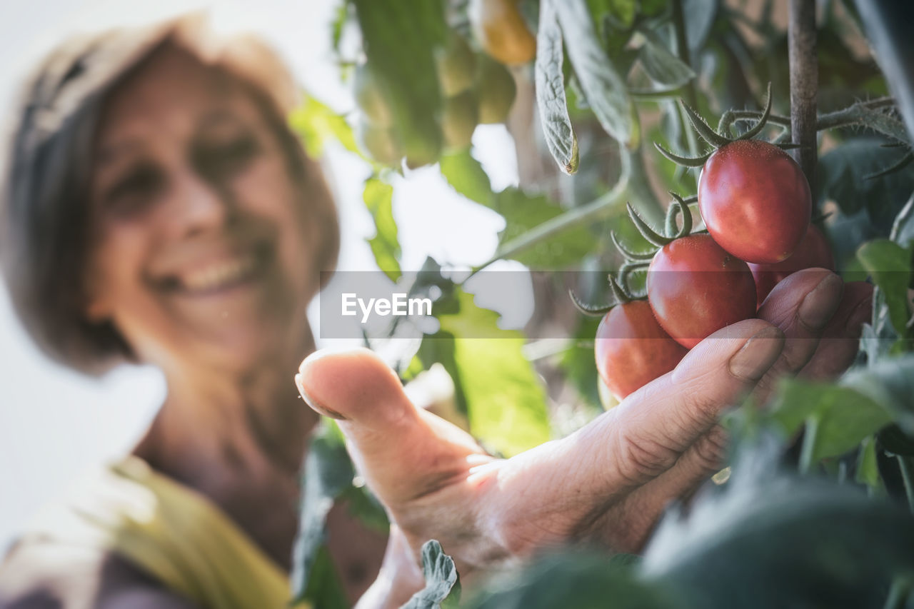 Midsection of woman holding tomato fruits