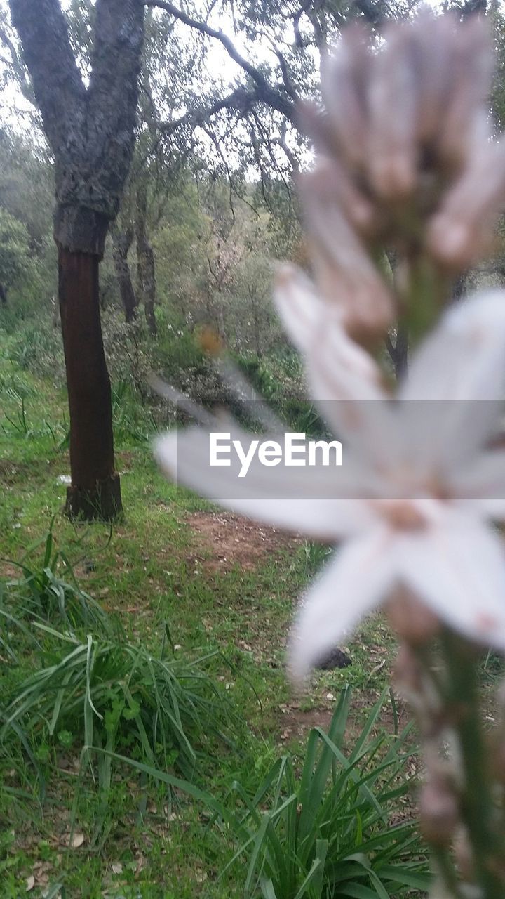 PLANT GROWING IN FOREST