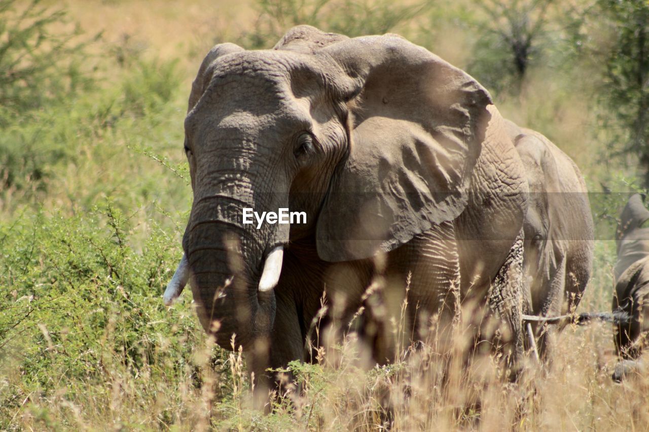 Elephants in south afrika 