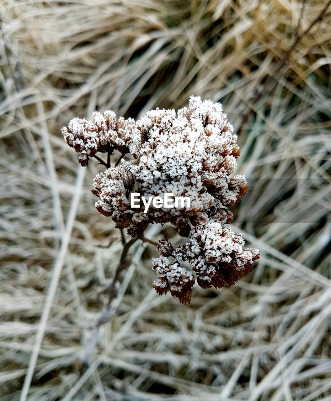 CLOSE-UP OF INSECT ON TREE