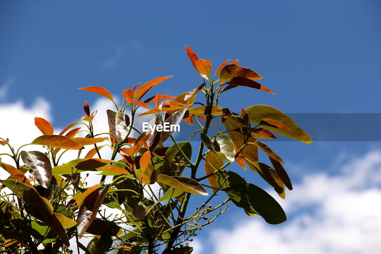 Low angle view of plant against blue sky