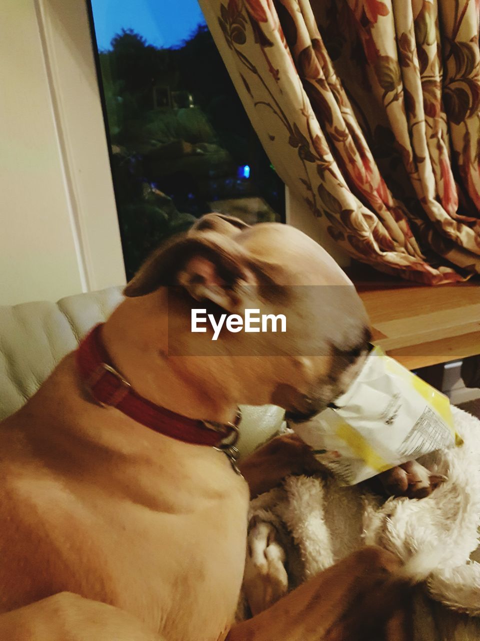 CLOSE-UP OF DOG ON FLOOR