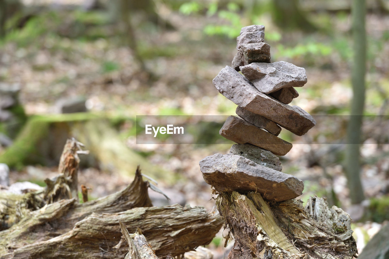 CLOSE-UP OF STACK ON WOOD IN FOREST