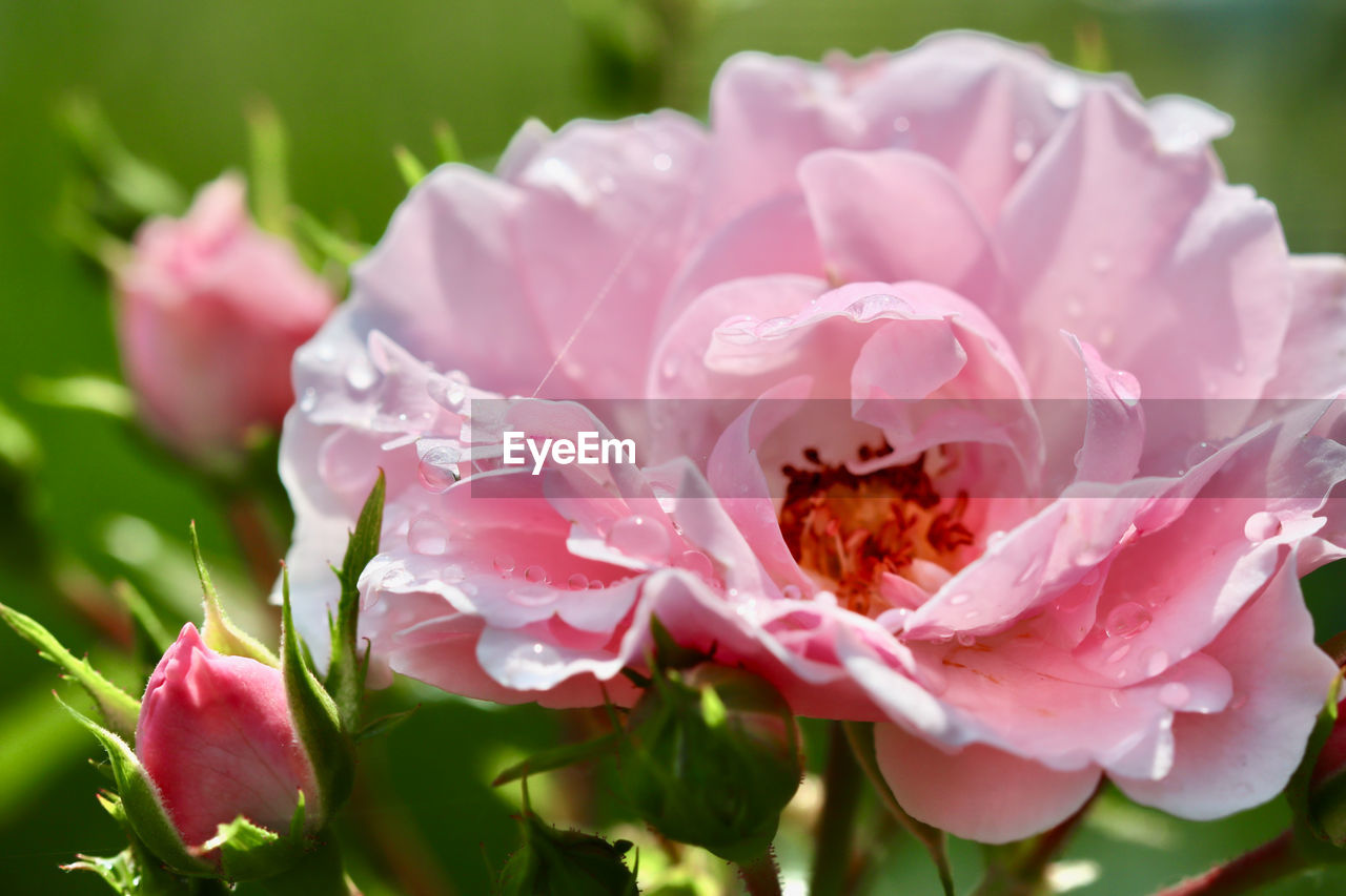 flower, flowering plant, plant, beauty in nature, pink, freshness, petal, nature, flower head, close-up, fragility, rose, inflorescence, garden roses, growth, blossom, no people, springtime, plant part, leaf, outdoors, summer, focus on foreground, animal wildlife, animal, day, botany