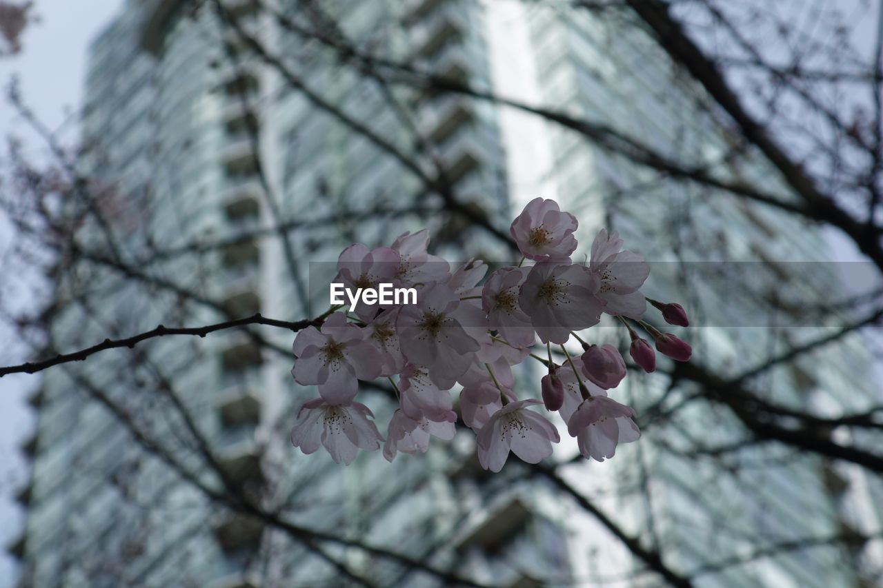 Low angle view of cherry blossoms on tree