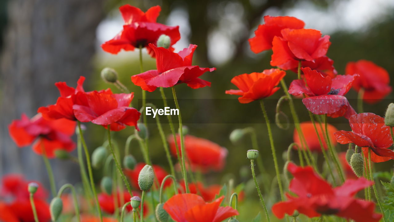 Close-up of poppy flowers