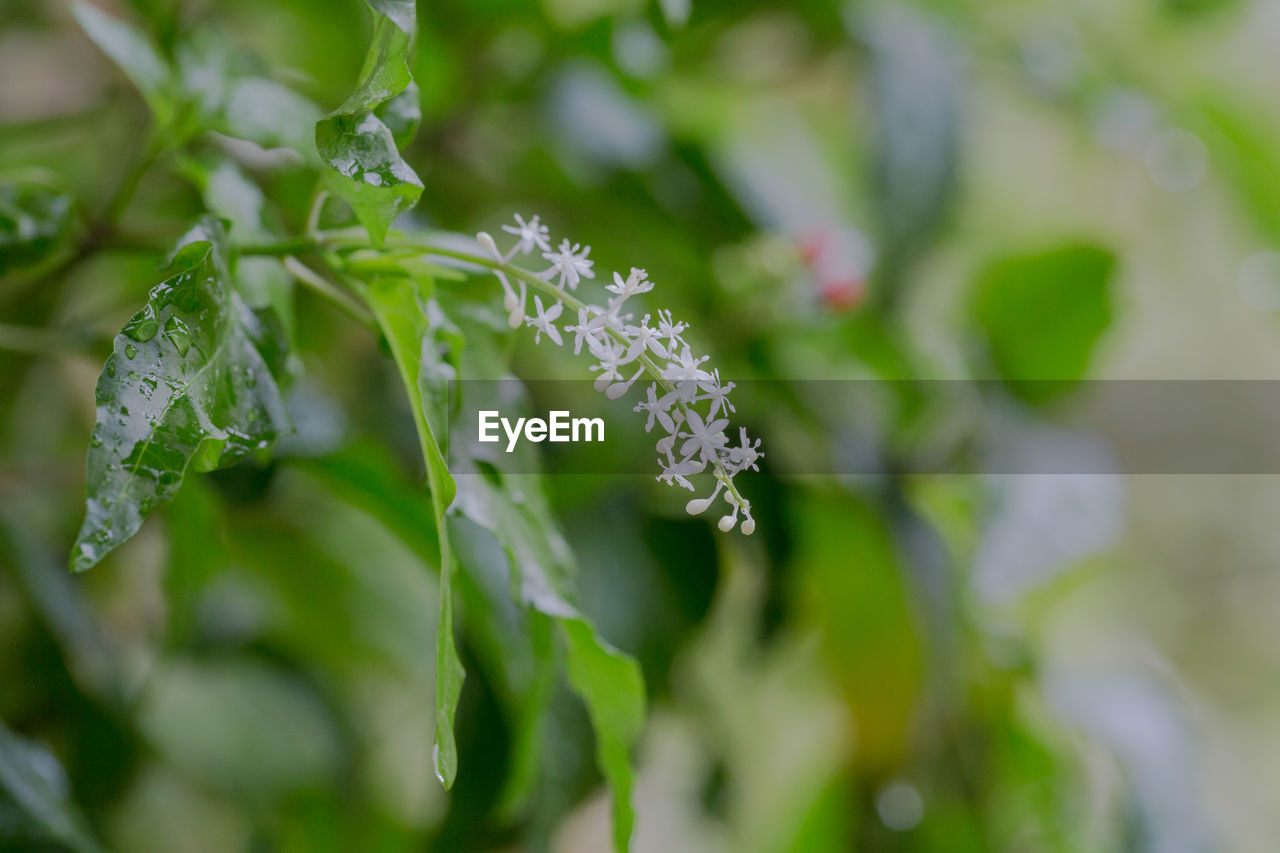 plant, green, nature, plant part, flower, leaf, beauty in nature, close-up, freshness, food and drink, flowering plant, macro photography, growth, food, no people, vegetable, selective focus, outdoors, branch, environment, summer, day, water, blossom, healthy eating, botany, fragility, land, focus on foreground, medicine, tree, wet, herb, springtime, produce, social issues, grass, landscape, drop, shrub