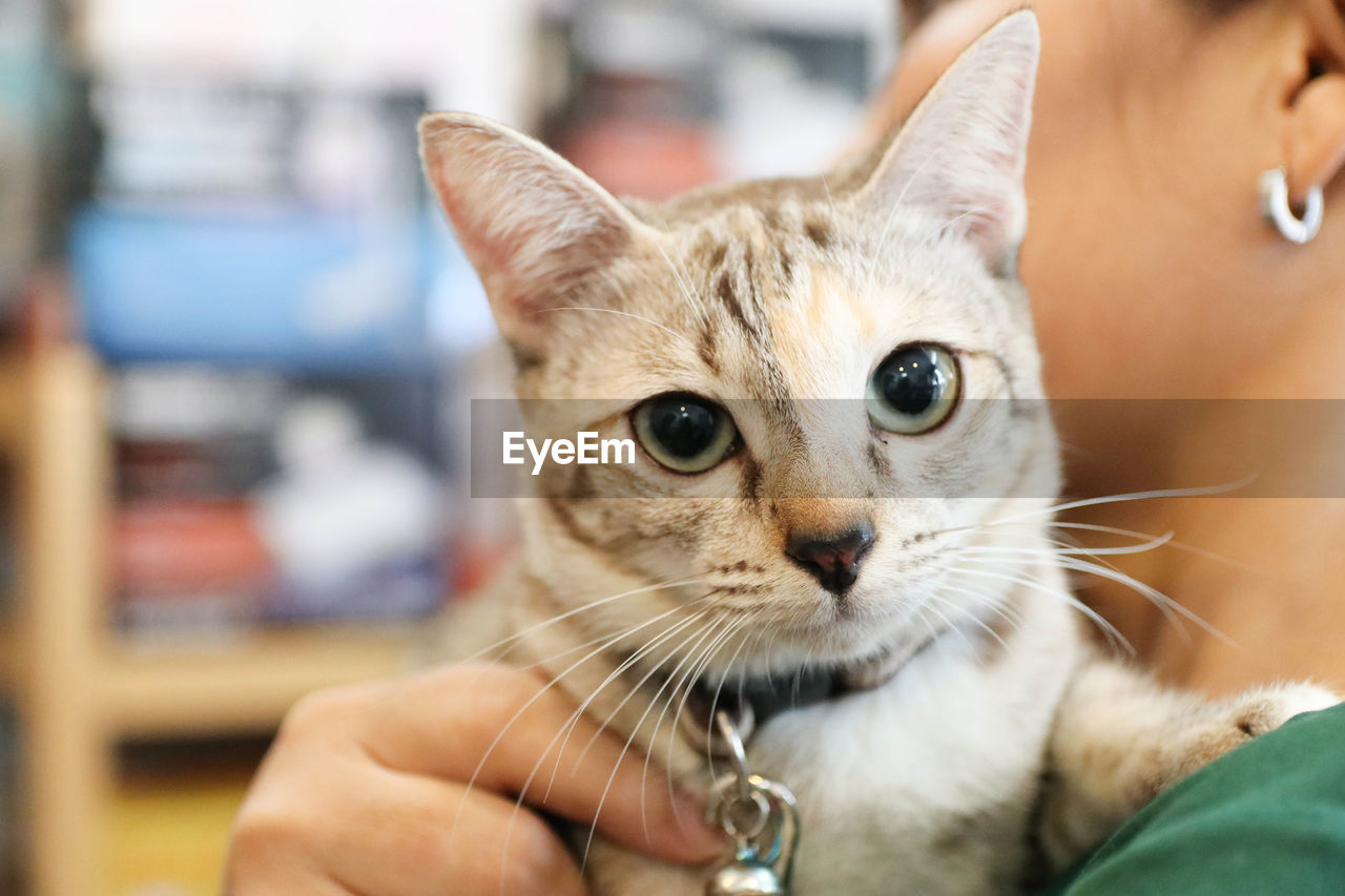 CLOSE-UP OF CAT WITH HAND ON FINGER