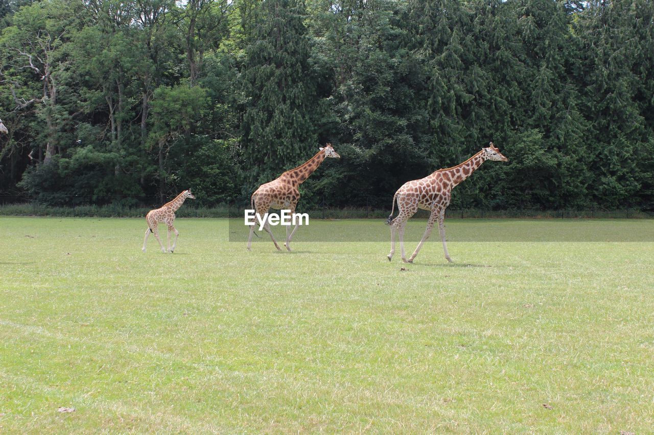 Giraffe on field against trees