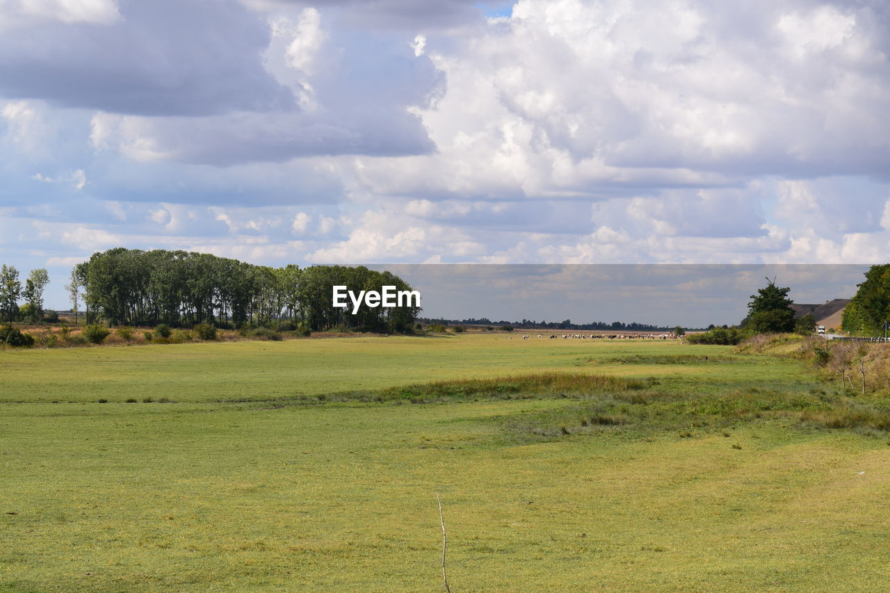 Trees on field against sky