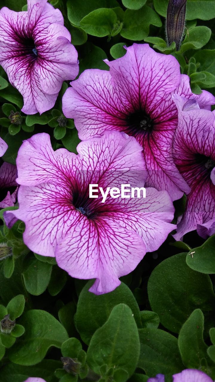 Close-up of pink flowers