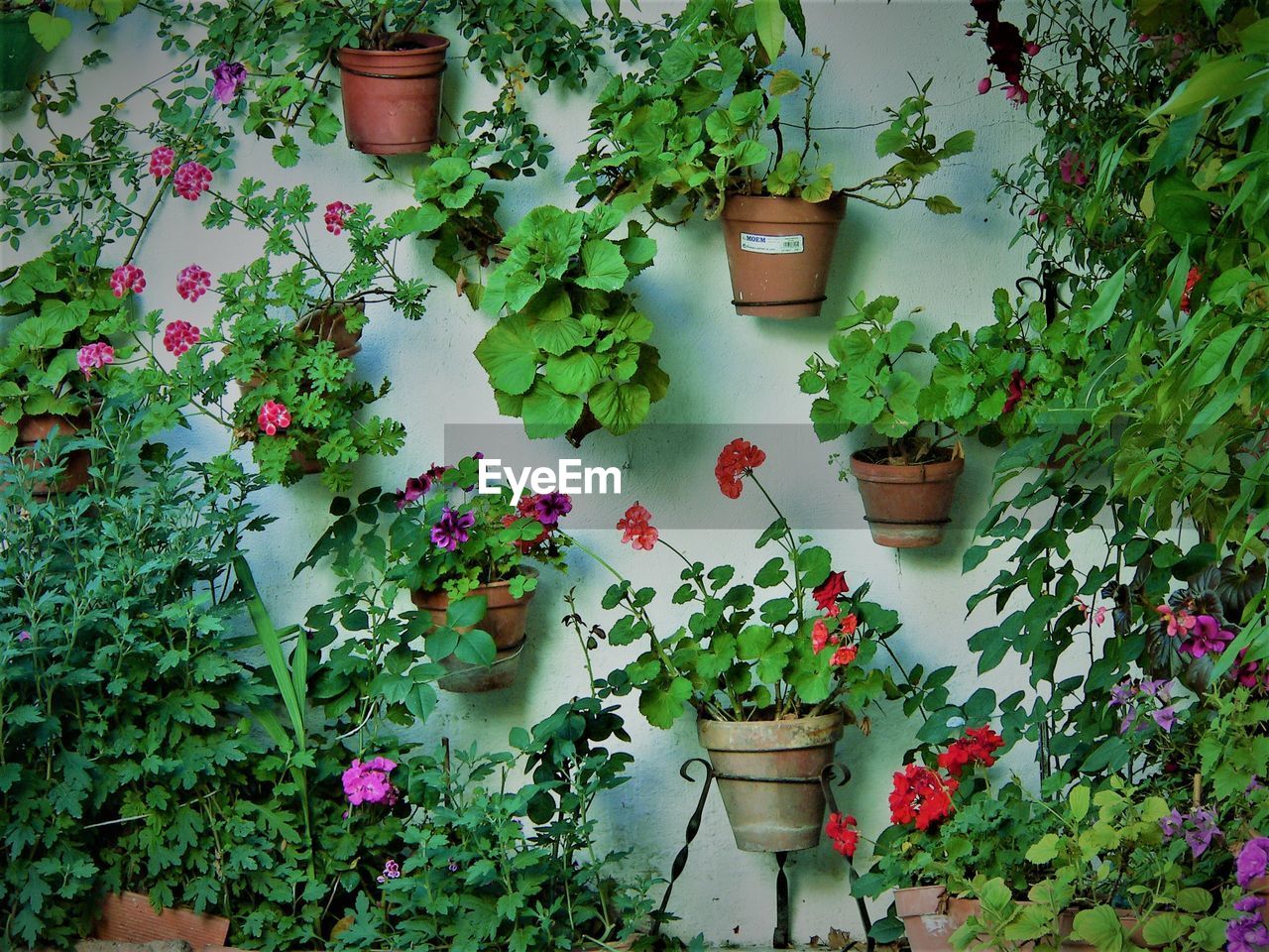 Potted plants on wall