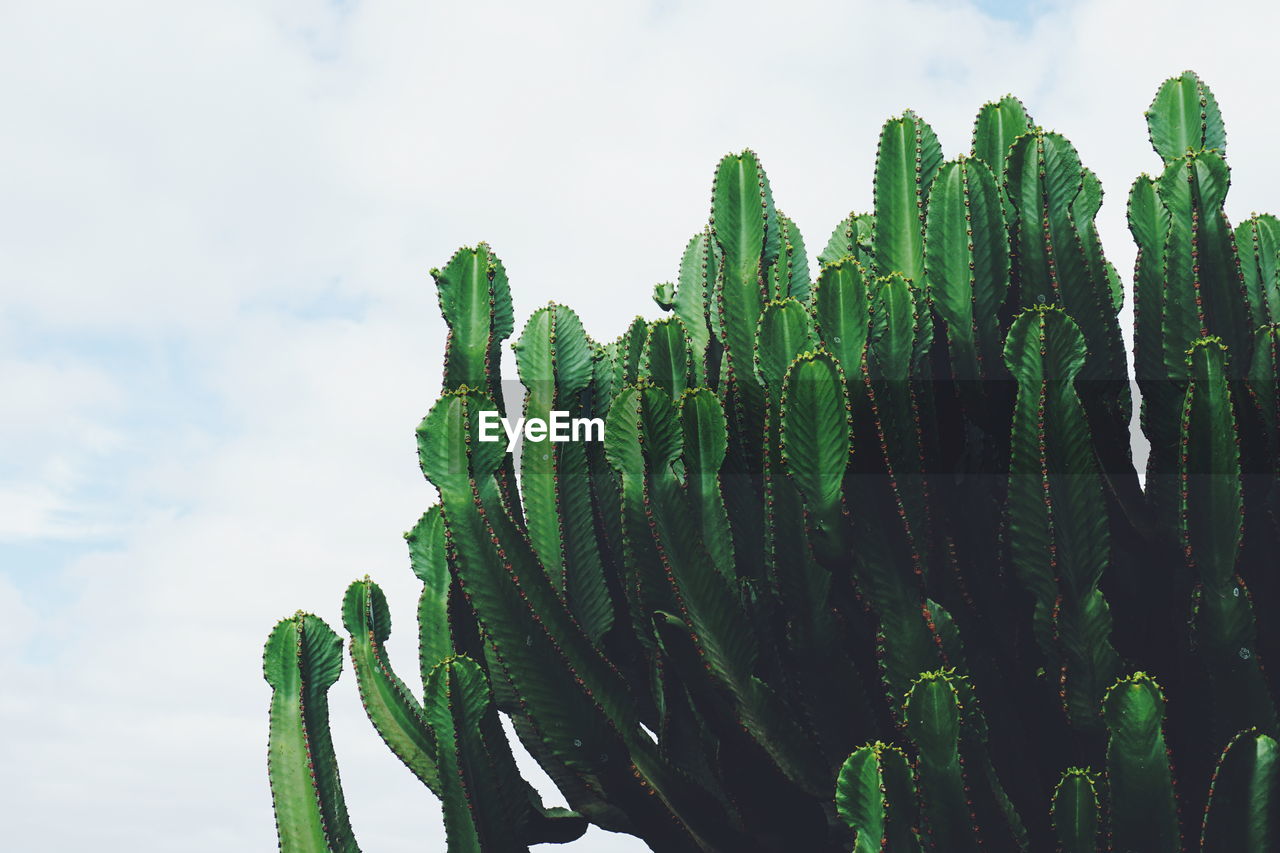 Low angle view of cactus plants against sky