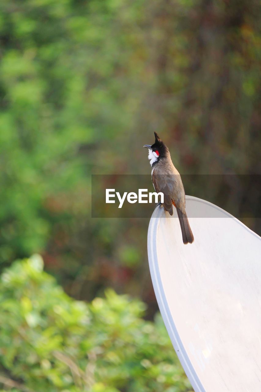 CLOSE-UP OF BIRD PERCHING ON ROCK