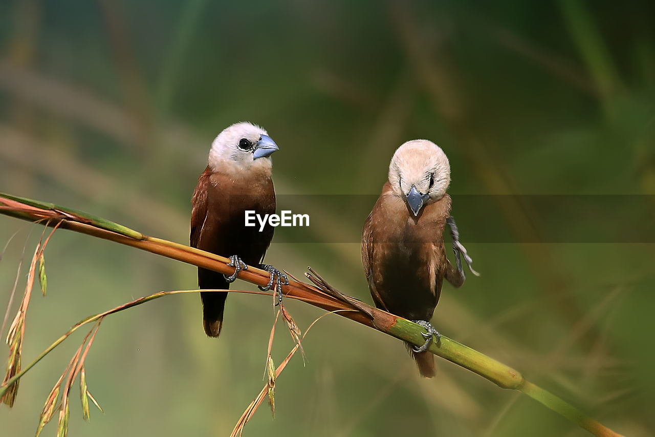 Close-up of birds perching on branch