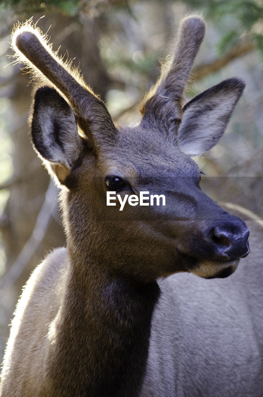 Close-up of elk