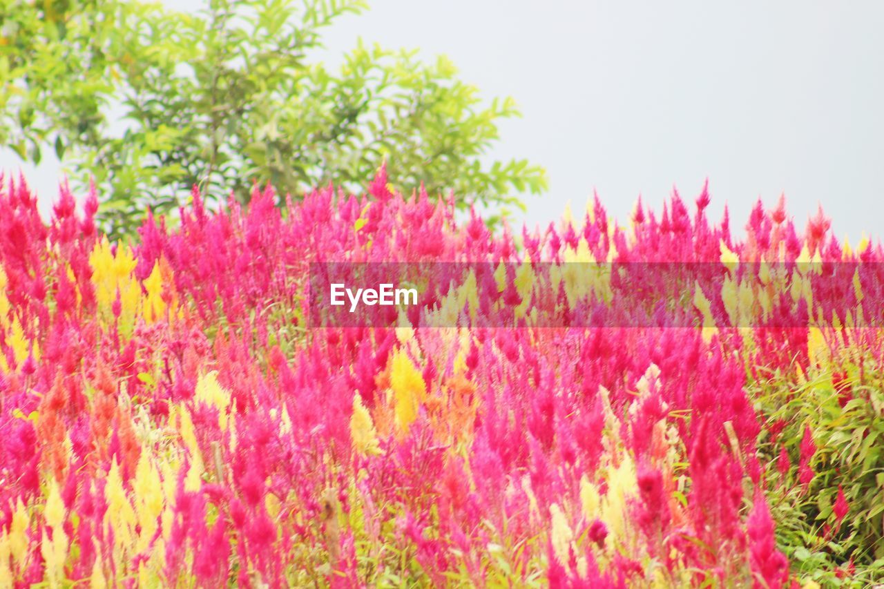 CLOSE-UP OF PINK FLOWERS BLOOMING IN FIELD