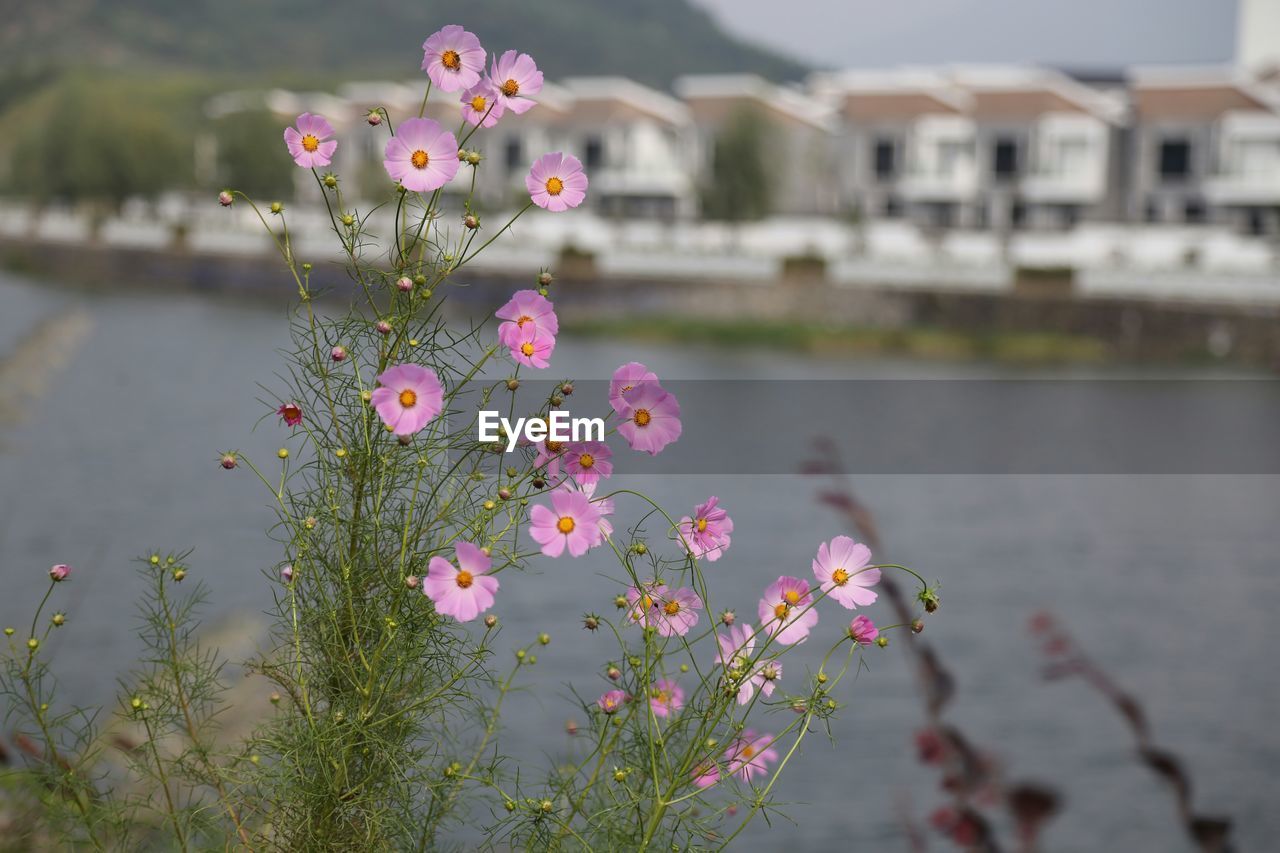 PINK FLOWERING PLANT OVER RIVER