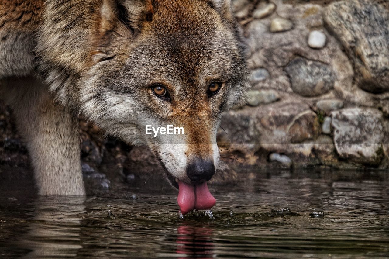 Close-up of a wolf drinking water