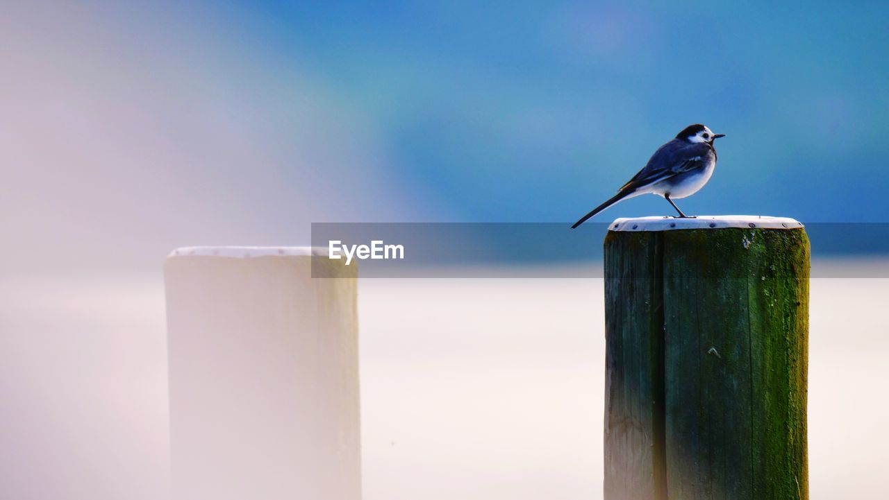 CLOSE-UP OF BIRD PERCHING ON WOODEN POSTS AGAINST SKY