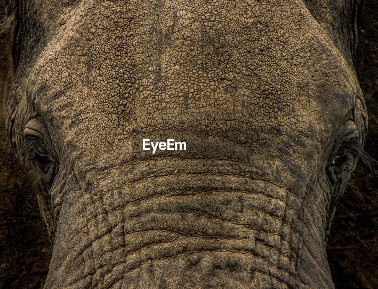 CLOSE-UP OF ELEPHANT IN A ANIMAL