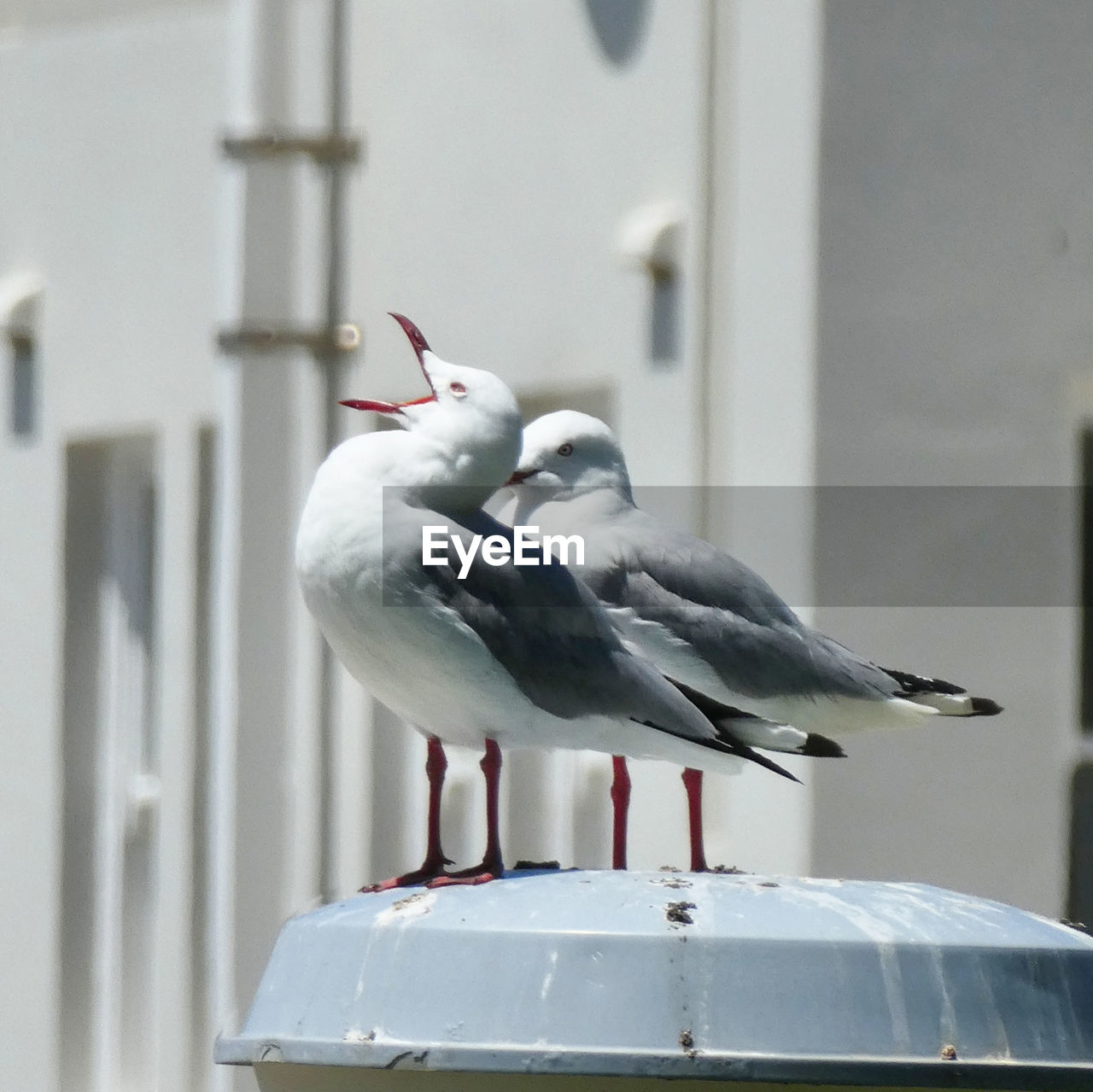 CLOSE-UP OF SEAGULL PERCHING ON A WALL