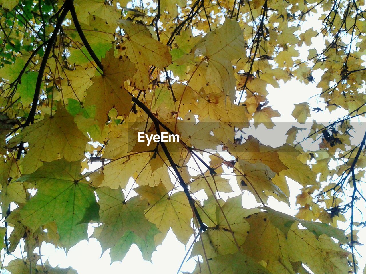 LOW ANGLE VIEW OF TREE