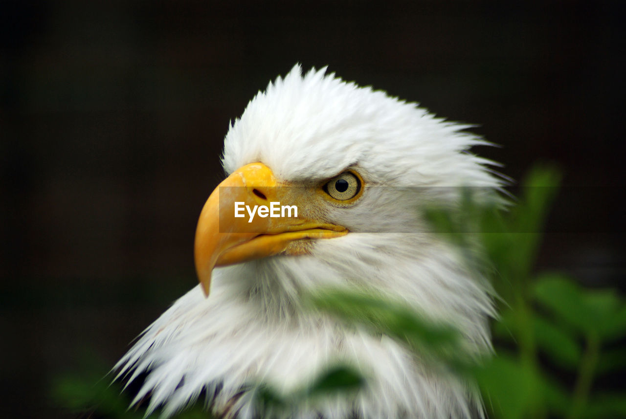 CLOSE-UP OF AN EAGLE