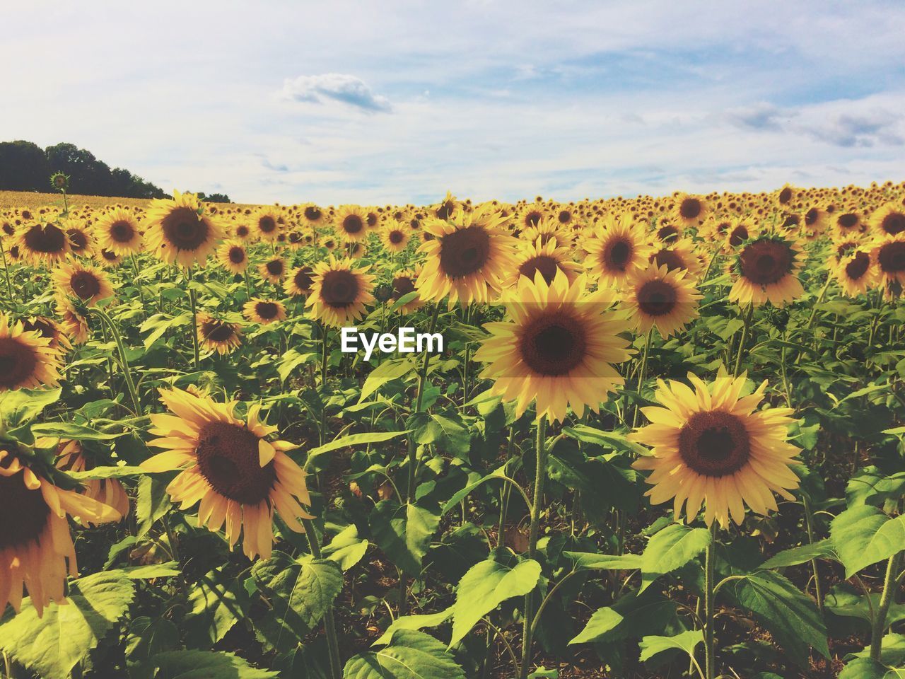 VIEW OF SUNFLOWER FIELD