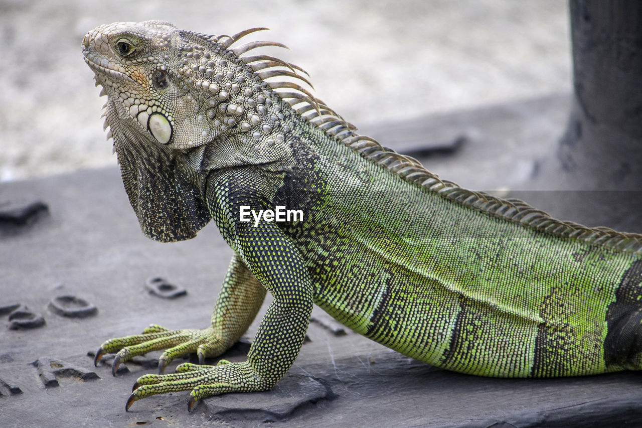 CLOSE-UP SIDE VIEW OF A REPTILE