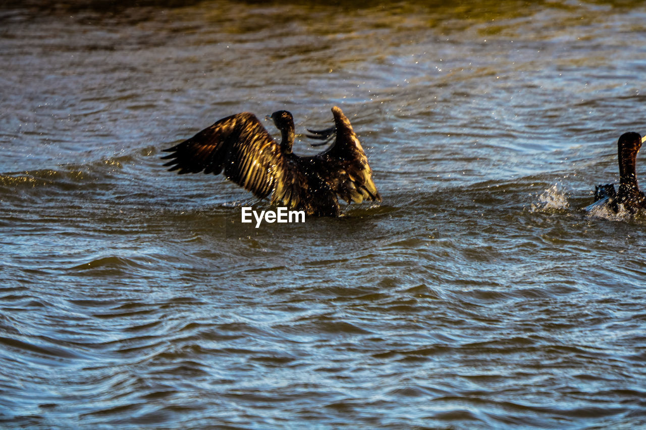 DUCKS IN A LAKE