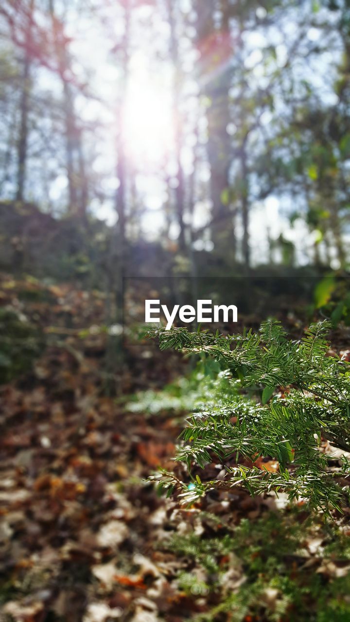 VIEW OF TREES IN FOREST