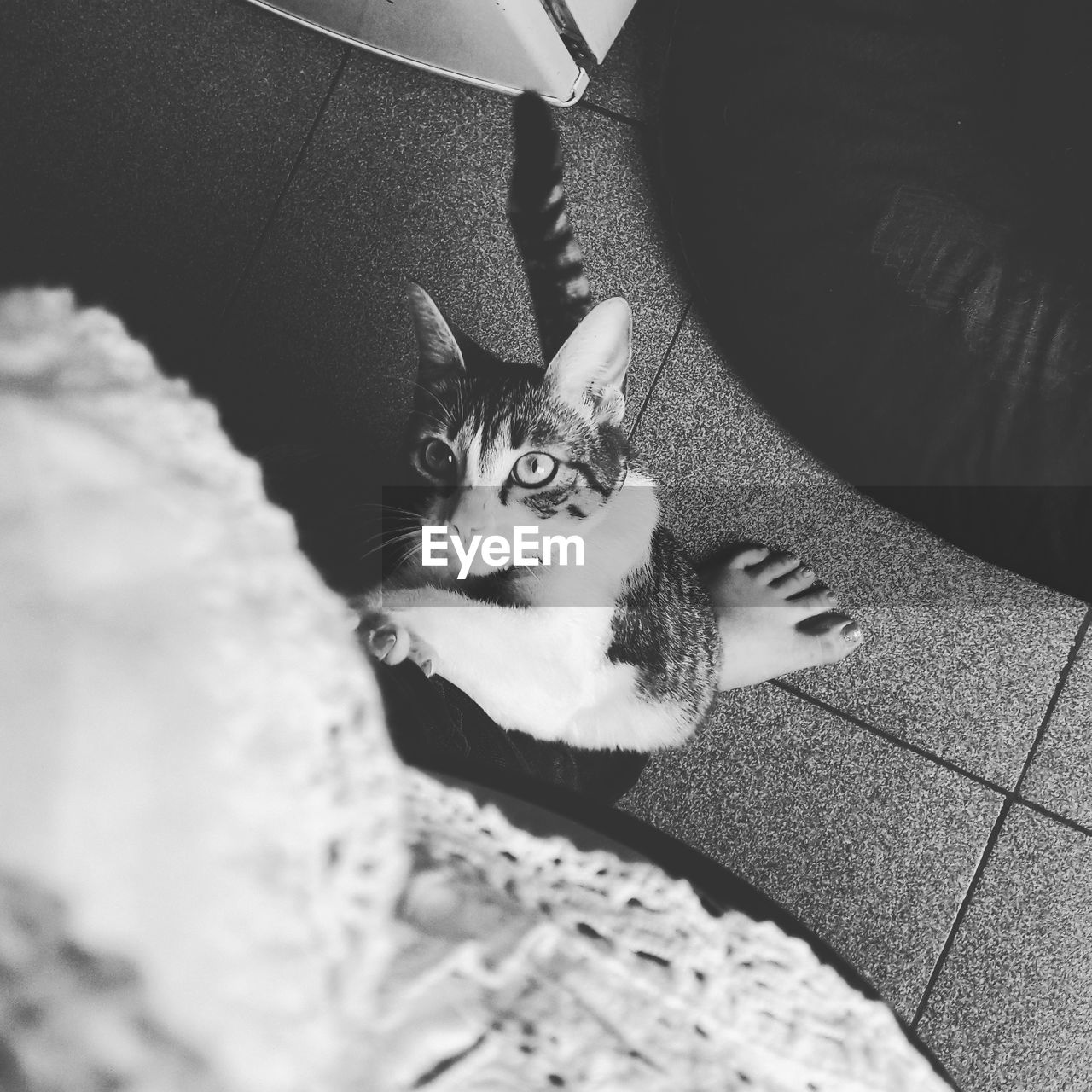 HIGH ANGLE VIEW PORTRAIT OF CAT SITTING ON FLOOR