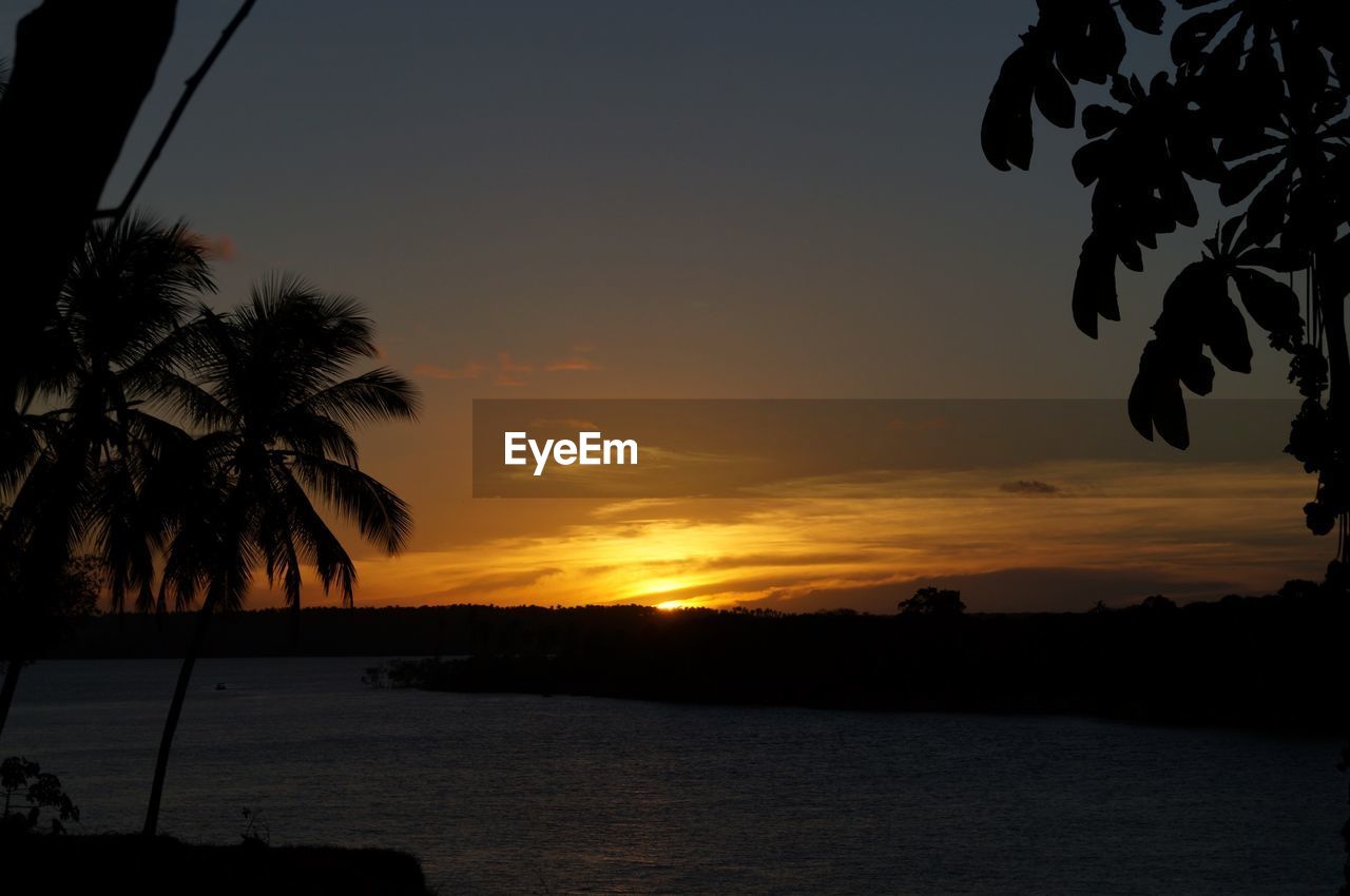 Silhouette of trees at sunset
