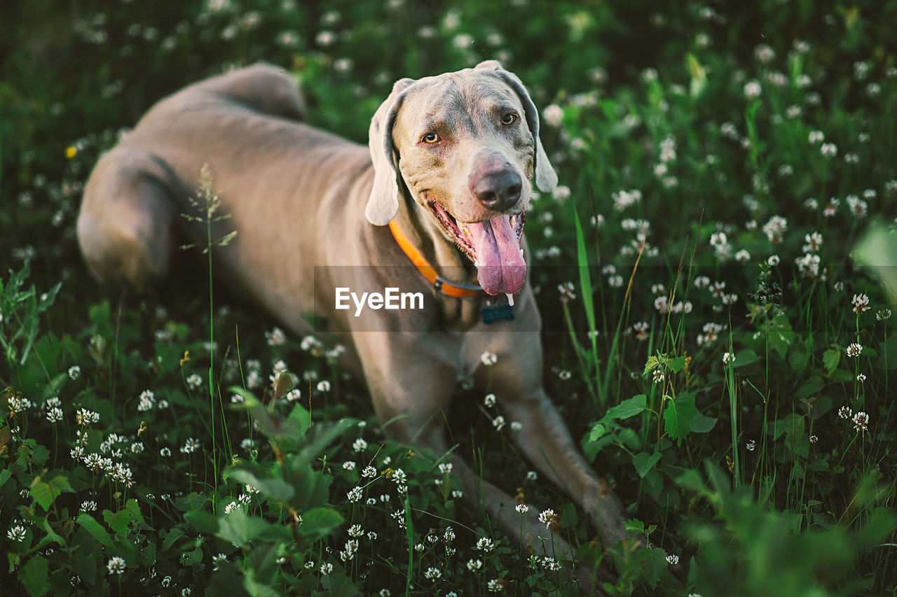 From above of kindly grey weimaraner putting out big tongue while lying on green grass  