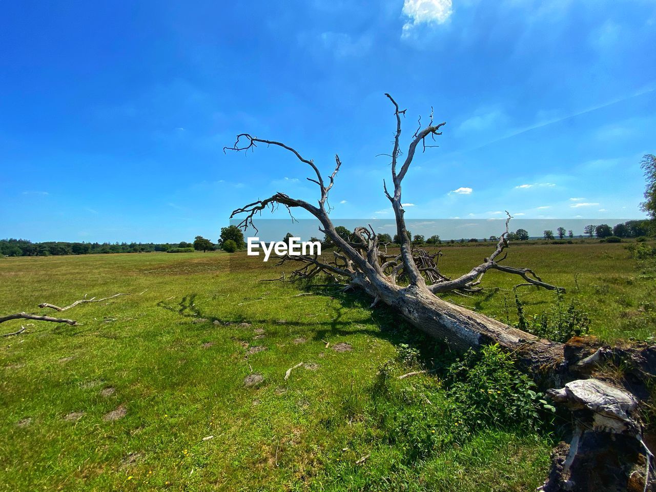 Bare tree on field against sky