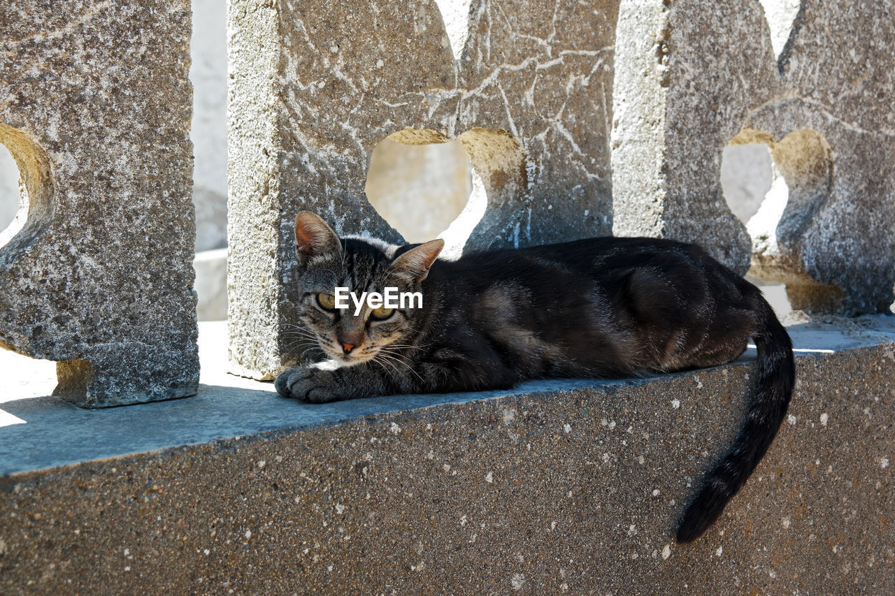 PORTRAIT OF CAT LYING DOWN ON CONCRETE