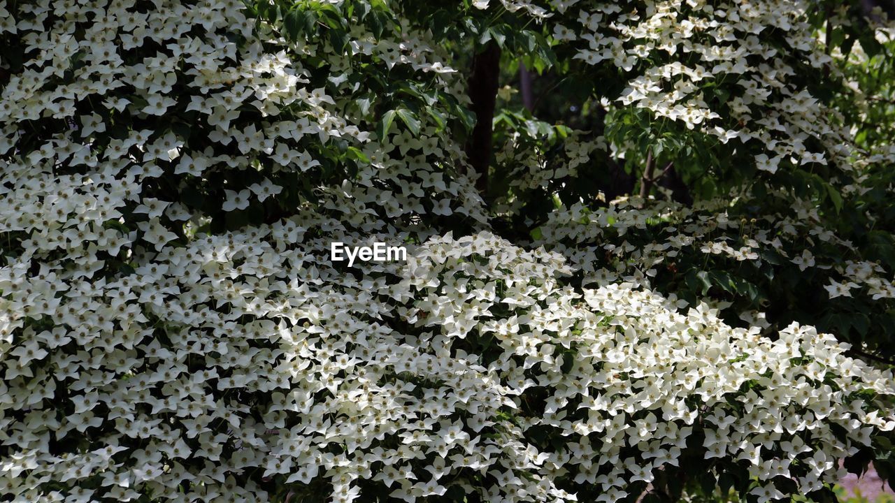 Full frame shot of white flowering dogwood tree