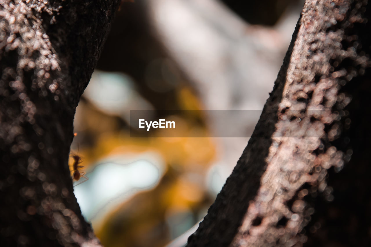 CLOSE-UP OF LICHEN GROWING ON TREE