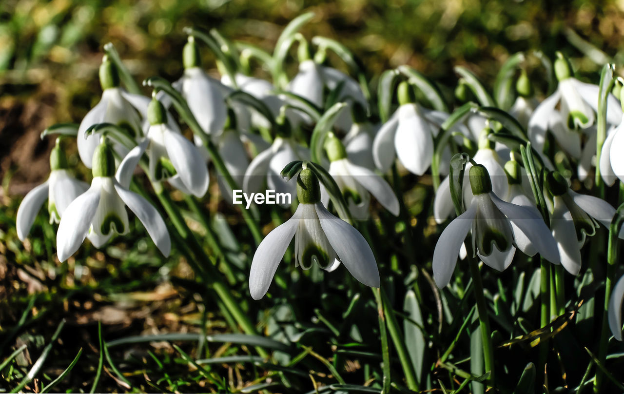 Close-up of white flowering plants on field