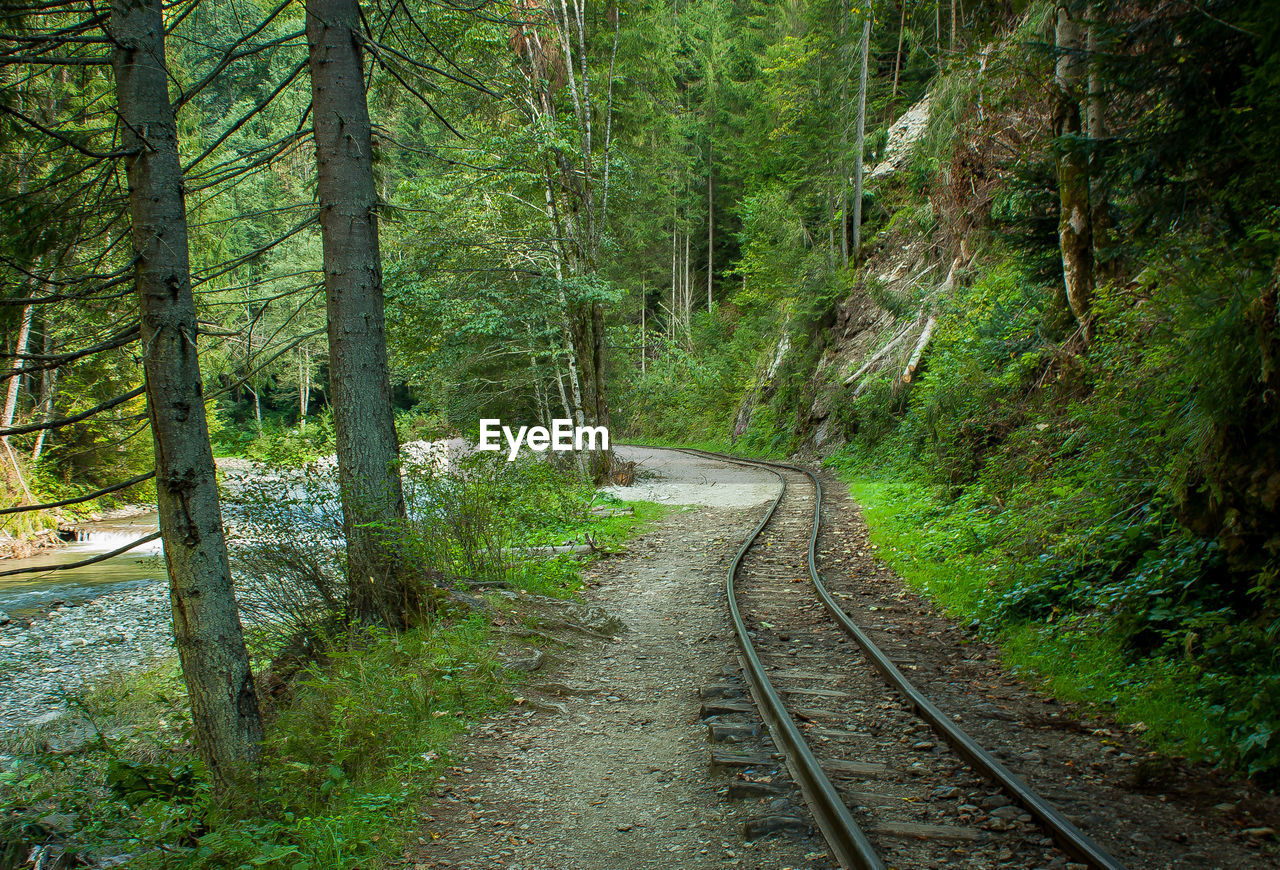 Railroad track amidst trees in forest