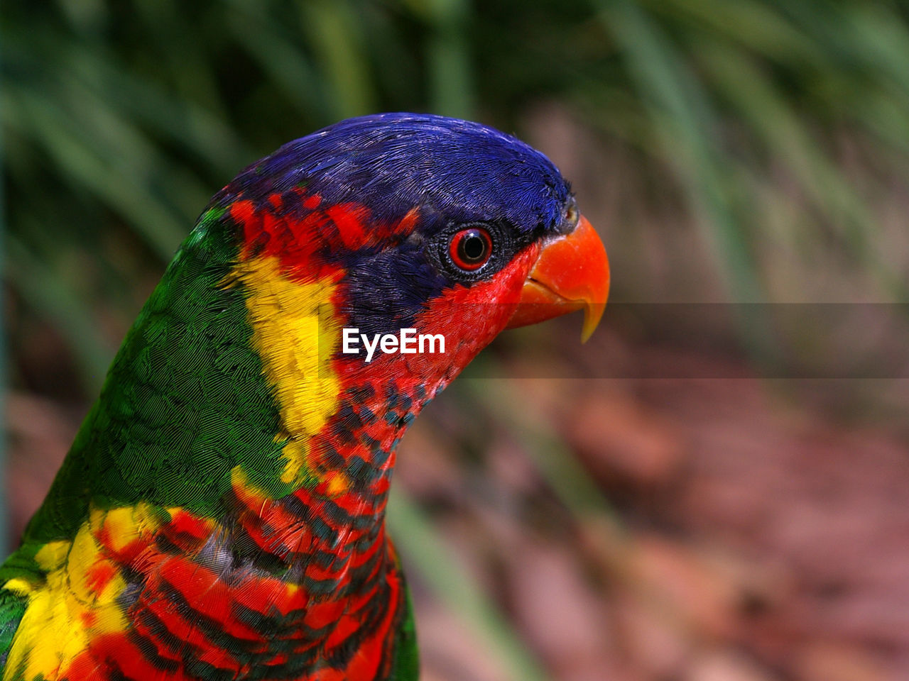 Side view of rainbow lorikeet