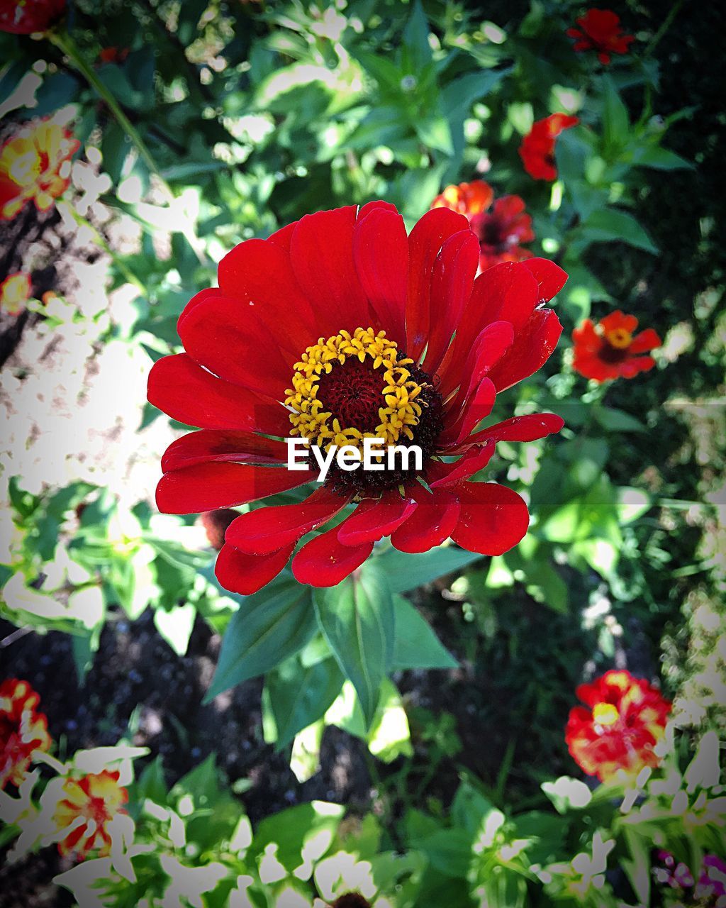 CLOSE-UP OF RED HIBISCUS BLOOMING IN PARK