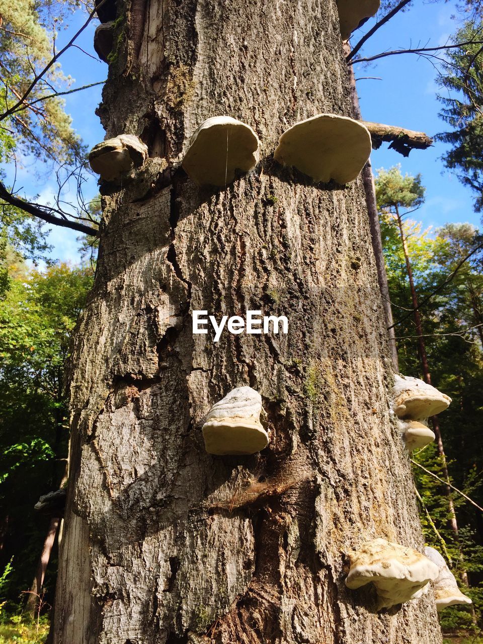 LOW ANGLE VIEW OF TREE STUMP AGAINST TREES