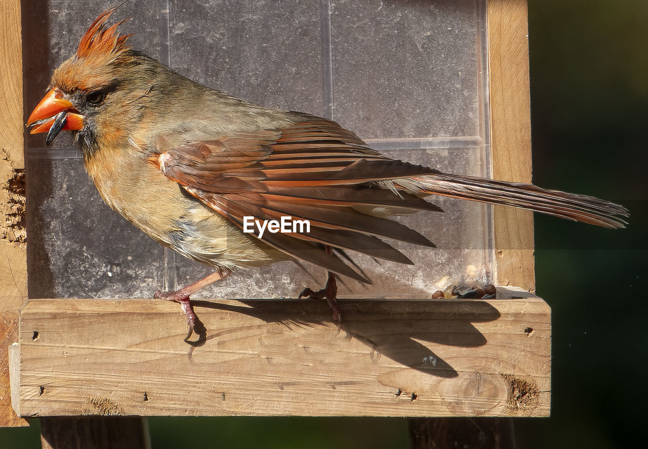 CLOSE-UP OF BIRD PERCHING ON WOODEN PLANK