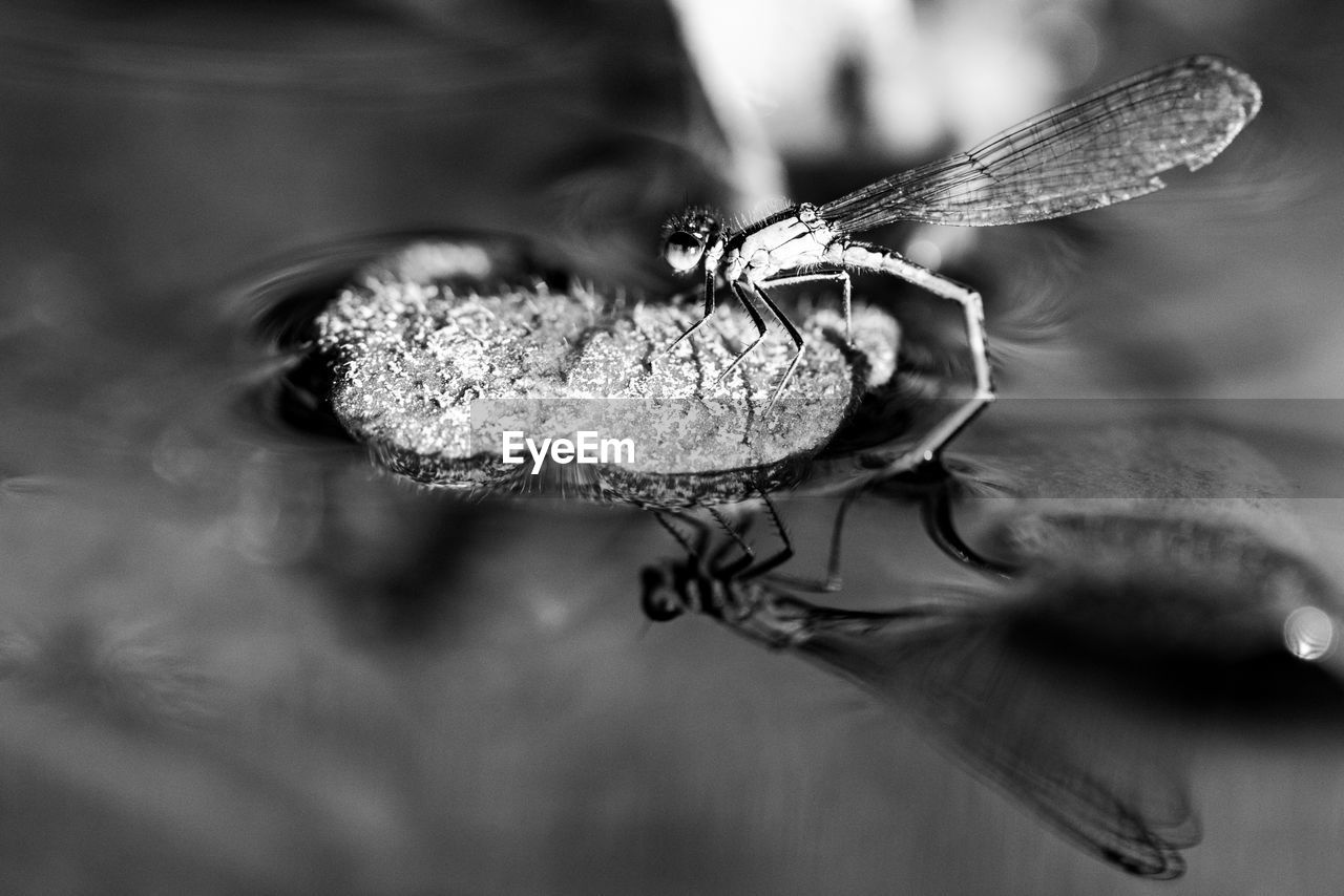 black and white, monochrome photography, monochrome, animal, animal themes, insect, animal wildlife, animal wing, black, close-up, one animal, macro photography, magnification, nature, wildlife, white, animal body part, macro, beauty in nature, focus on foreground, no people, plant, outdoors, selective focus, flower