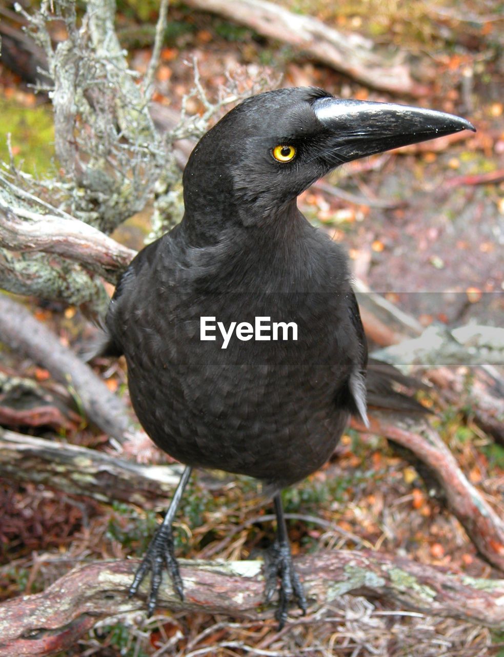 CLOSE-UP OF BLACK BIRD PERCHING ON WOOD
