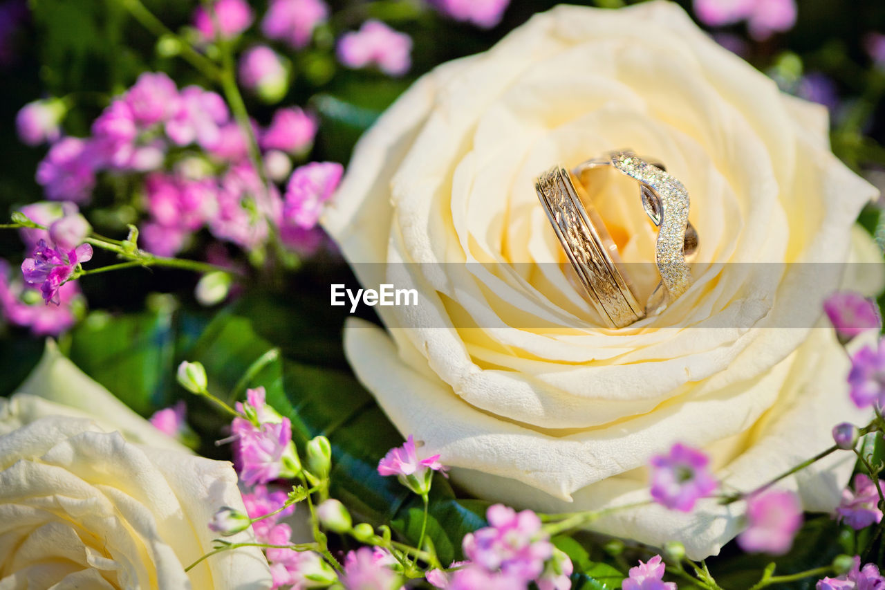 CLOSE-UP OF FRESH PINK ROSE FLOWER