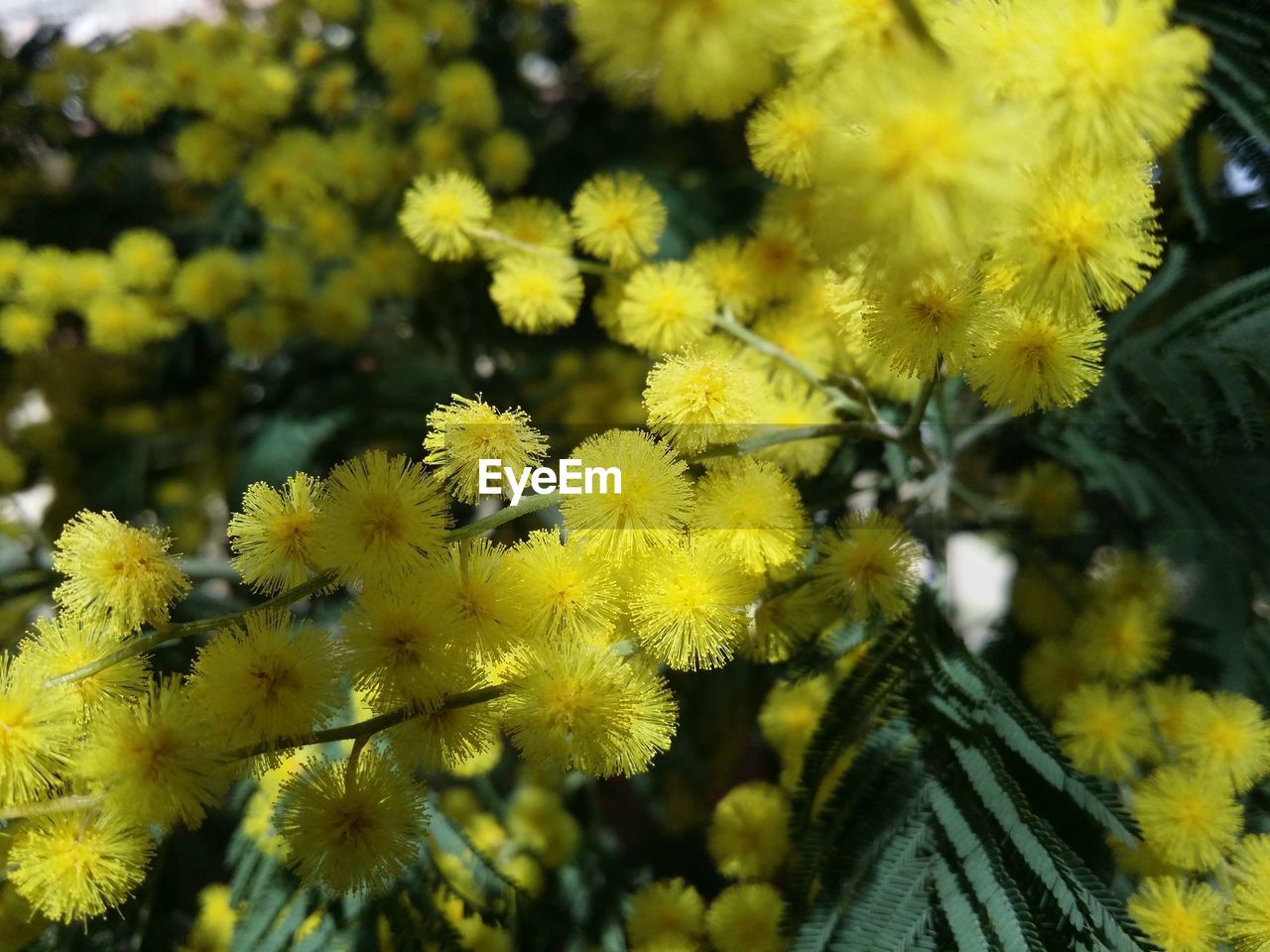 Close-up of yellow flowering plant